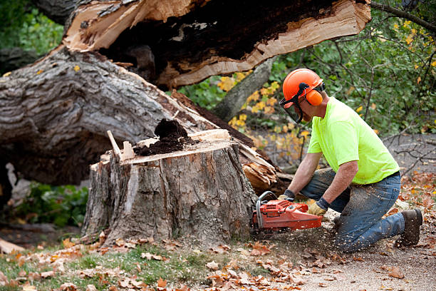 Best Arborist Consultation Services  in Kings Park, VA