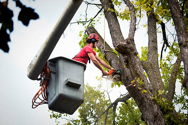 Best Emergency Tree Removal  in Kings Park, VA