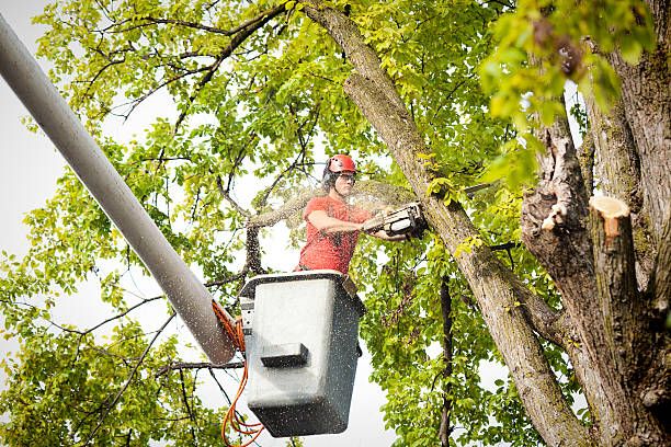 Best Leaf Removal  in Kings Park, VA