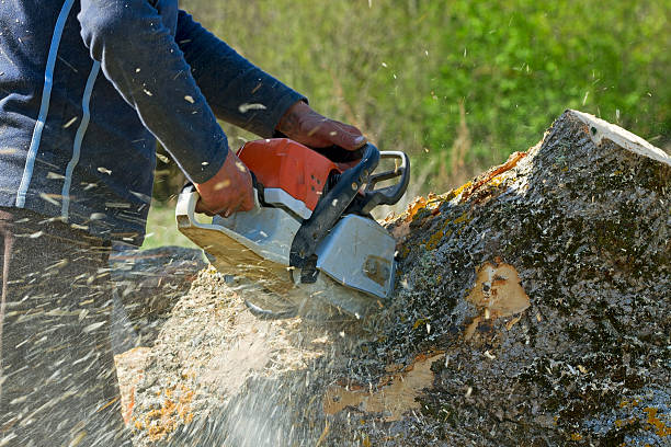 Best Hazardous Tree Removal  in Kings Park, VA