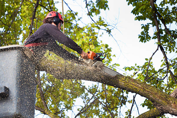 Best Stump Grinding and Removal  in Kings Park, VA